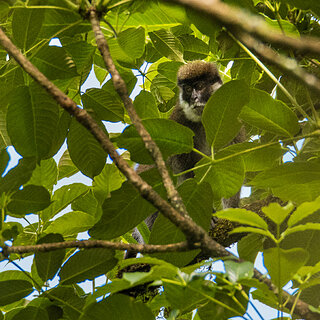 Bale Mountains - Harenna - Bale Mountains vervet